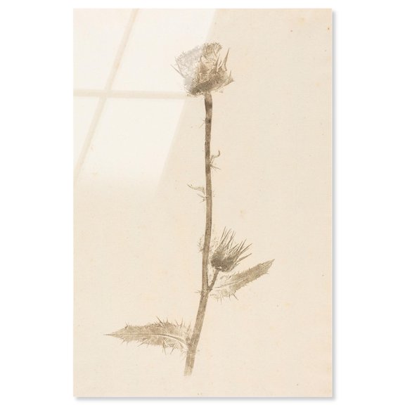 Austere Beauty Acrylic Print Botanical Art by Art Remedy, Ready to Hang, 30 x 45