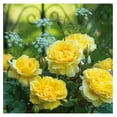 Austin Rose Bush The Poet's Wife Live Yellow Plant for Outdoor