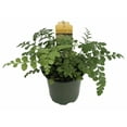 thumbnail image 1 of Austral Gem Fern - 4" Pot - Asplenium dimorphum -, 1 of 4
