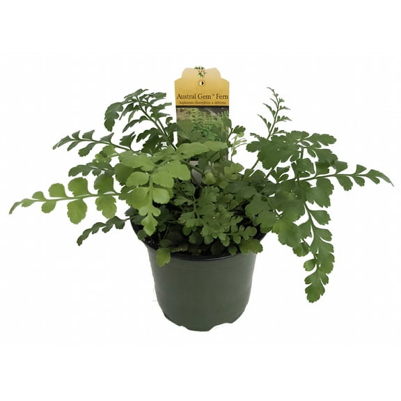 Austral Gem Fern - 4" Pot - Asplenium dimorphum -