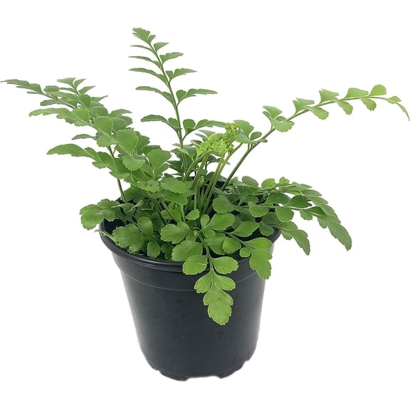 Austral Gem Fern - Live Plant in a 4 Inch Pot - Asplenium Parvati - Rare and Exotic Ferns from Florida