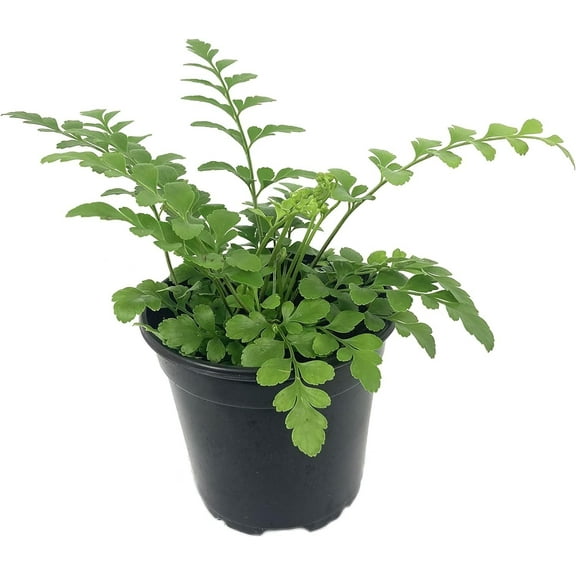 Austral Gem Fern - Live Plant in a 6 Inch Pot - Asplenium Parvati - Rare and Exotic Ferns from Florida