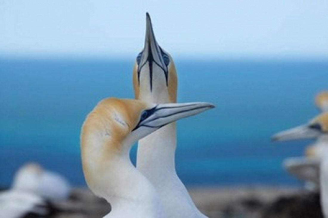 Australasian Gannet birds Hawkes Bay New Zealand Canvas Art - David Wall DanitaDelimont (36 x 24)