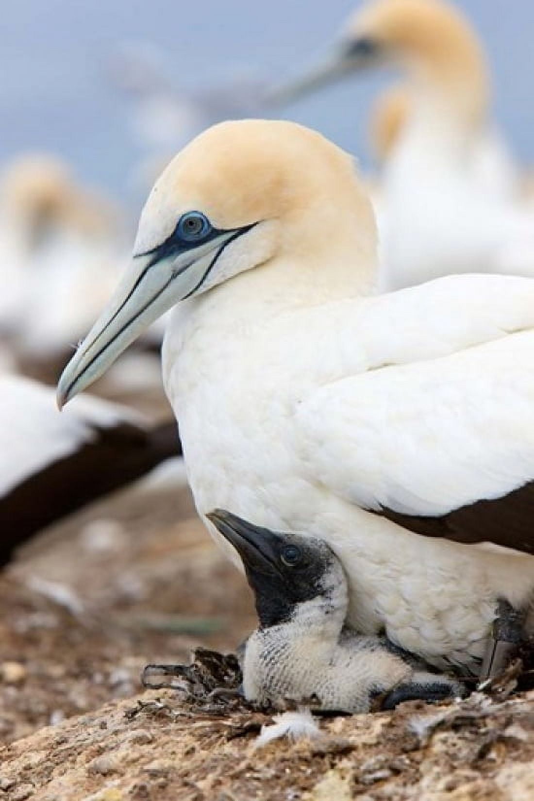 Australasian Gannet chick and parent on nest North Island New Zealand Canvas Art - Rebecca Jackrel DanitaDelimont (24 x 36)