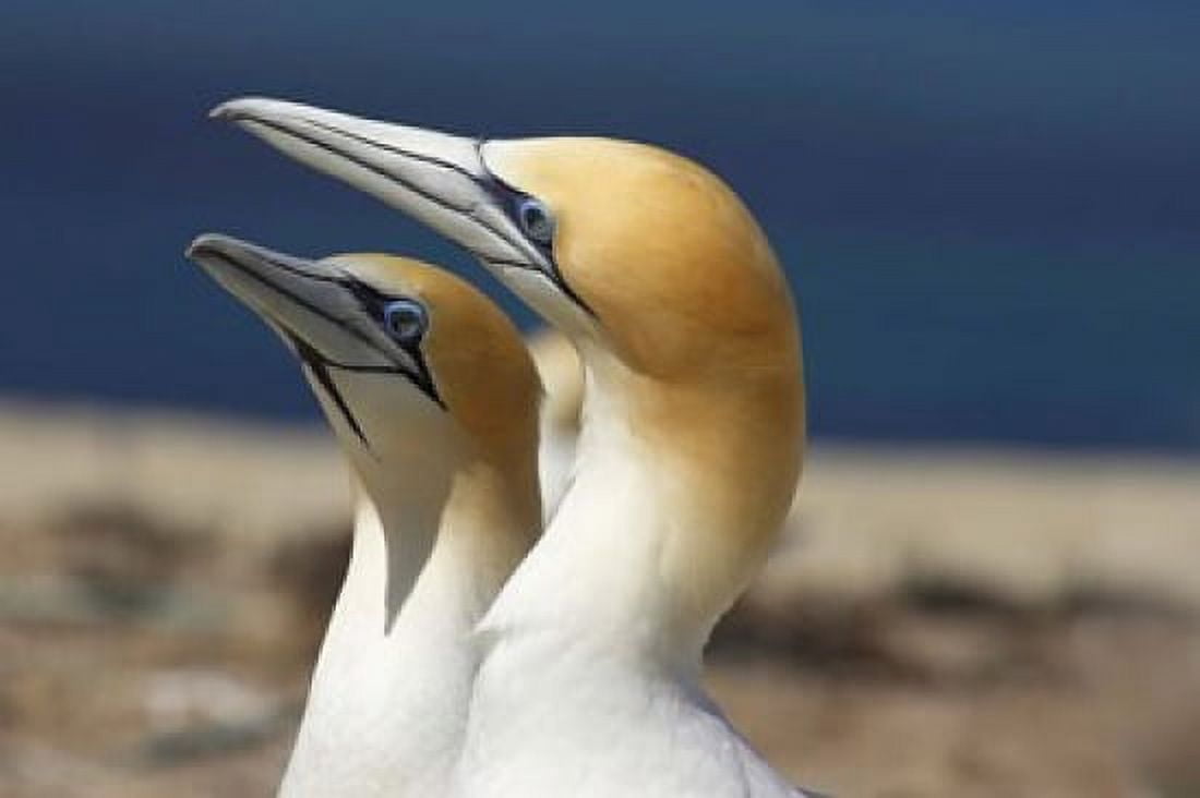 Australasian Gannet tropical bird Hawkes Bay New Zealand Canvas Art - David Wall DanitaDelimont (35 x 24)