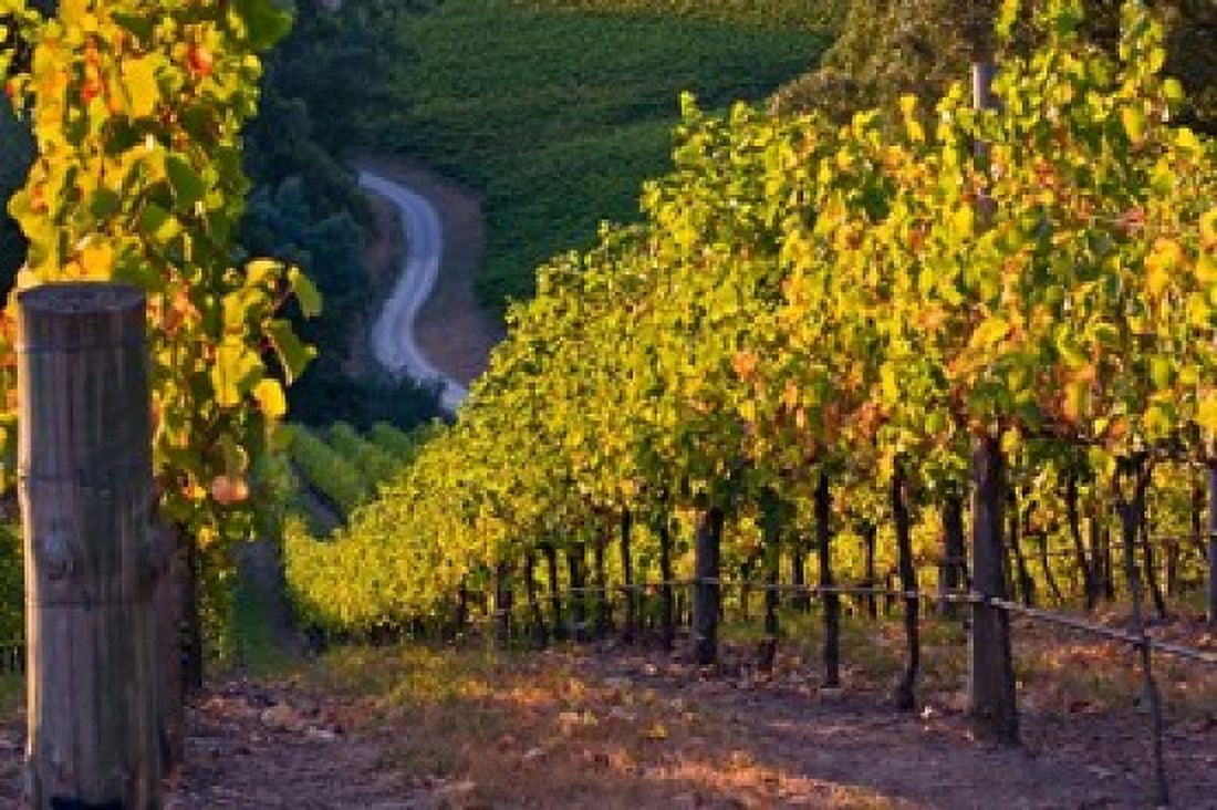 Australia Adelaide Hills Summertown vineyard Canvas Art - Janis Miglavs DanitaDelimont (26 x 18)