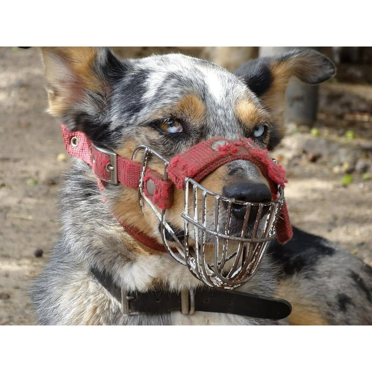 Dog muzzle australia sale