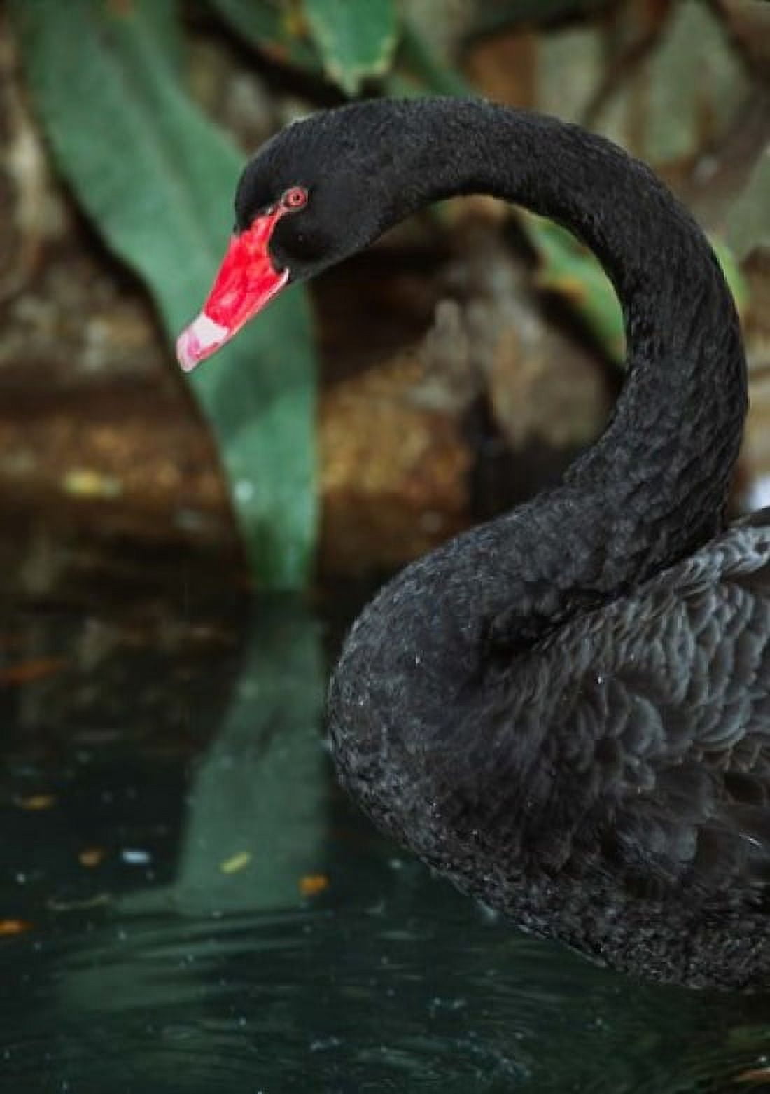 Australia Black Swan (Cygnus atratus) Canvas Art - Charles Sleicher DanitaDelimont (19 x 26)