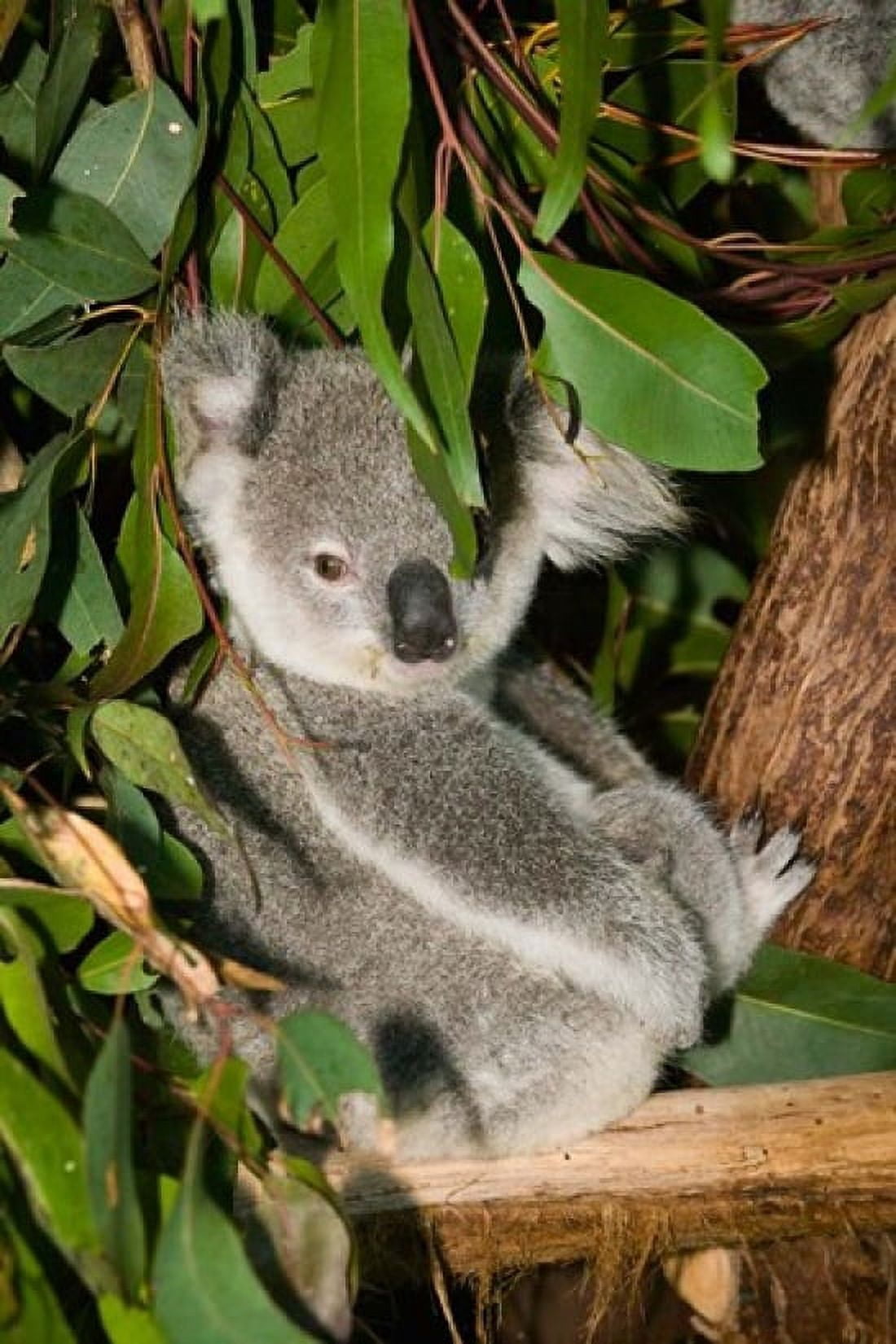 Australia Brisbane Fig Tree Pocket Koala Bears Canvas Art - Walter Bibikow DanitaDelimont (24 x 36)