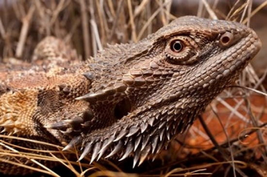 Australia Central Bearded Dragon lizard outback Canvas Art - Paul Souders DanitaDelimont (36 x 24)