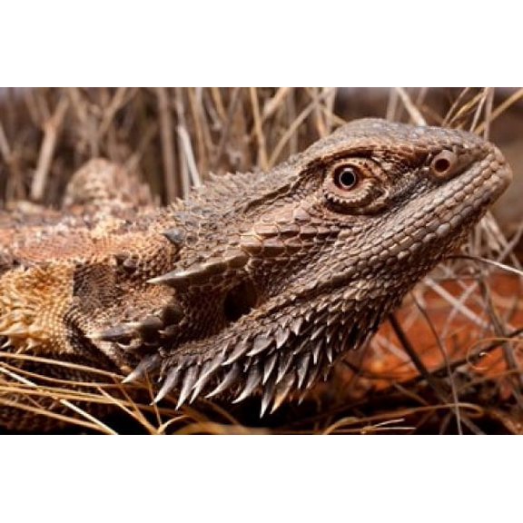 Australia, Central Bearded Dragon lizard, outback Poster Print by Paul Souders (36 x 24)