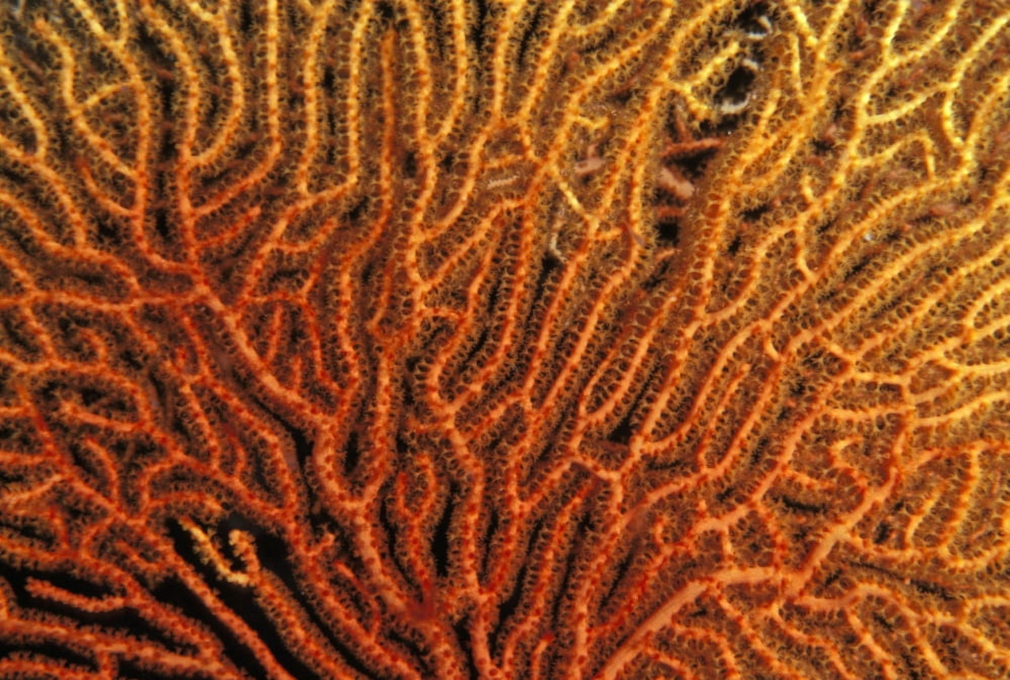 Australia Coral Sea Fan Close-Up Bright Orange And Yellow Branches Canvas Art - Ed Robinson Design Pics (34 x 22)