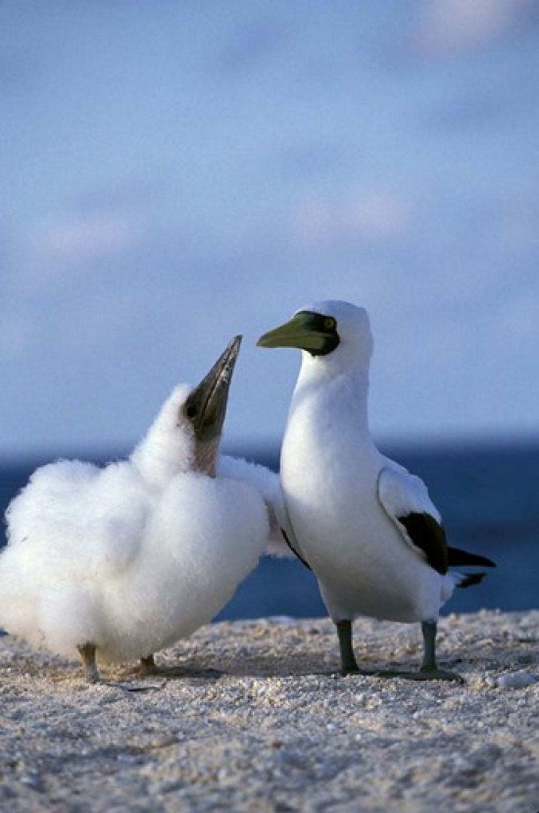 Australia Coringa Island Masked Booby birds Canvas Art - Stuart Westmorland DanitaDelimont (18 x 27)