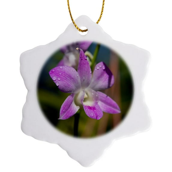 3drose, Australia, Darwin. Orchids with Water Droplets., 3 inch Snowflake Porcelain Ornament