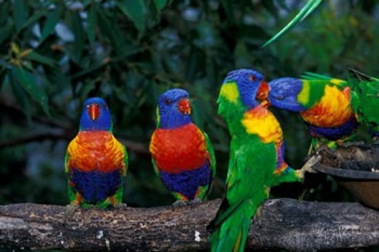 Australia East Coast Lorikeets birds in a row Canvas Art - Peter Skinner DanitaDelimont (27 x 18)