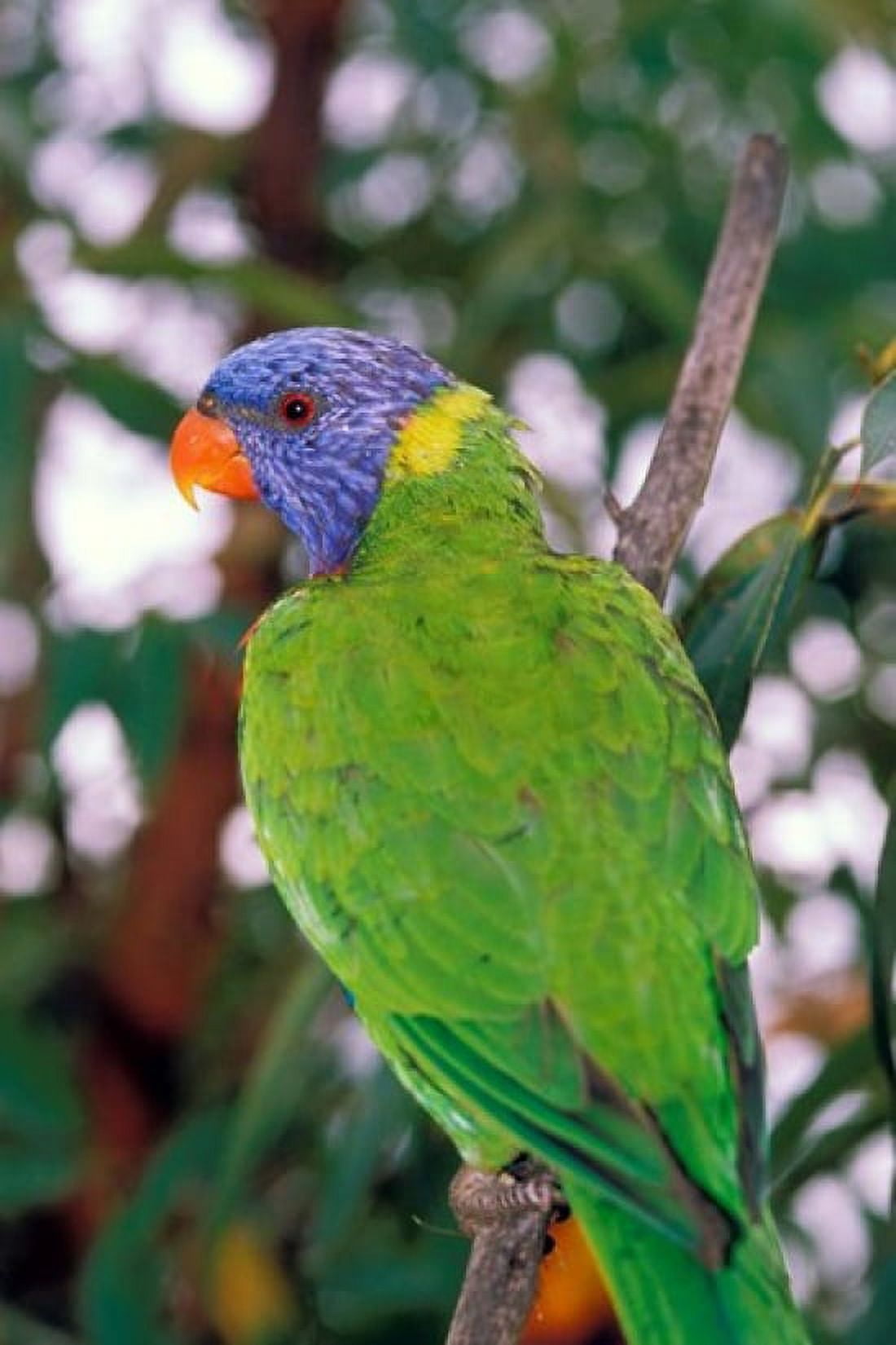 Australia East Coast Rainbow Lorikeets bird (back view) Canvas Art - Peter Skinner DanitaDelimont (18 x 27)