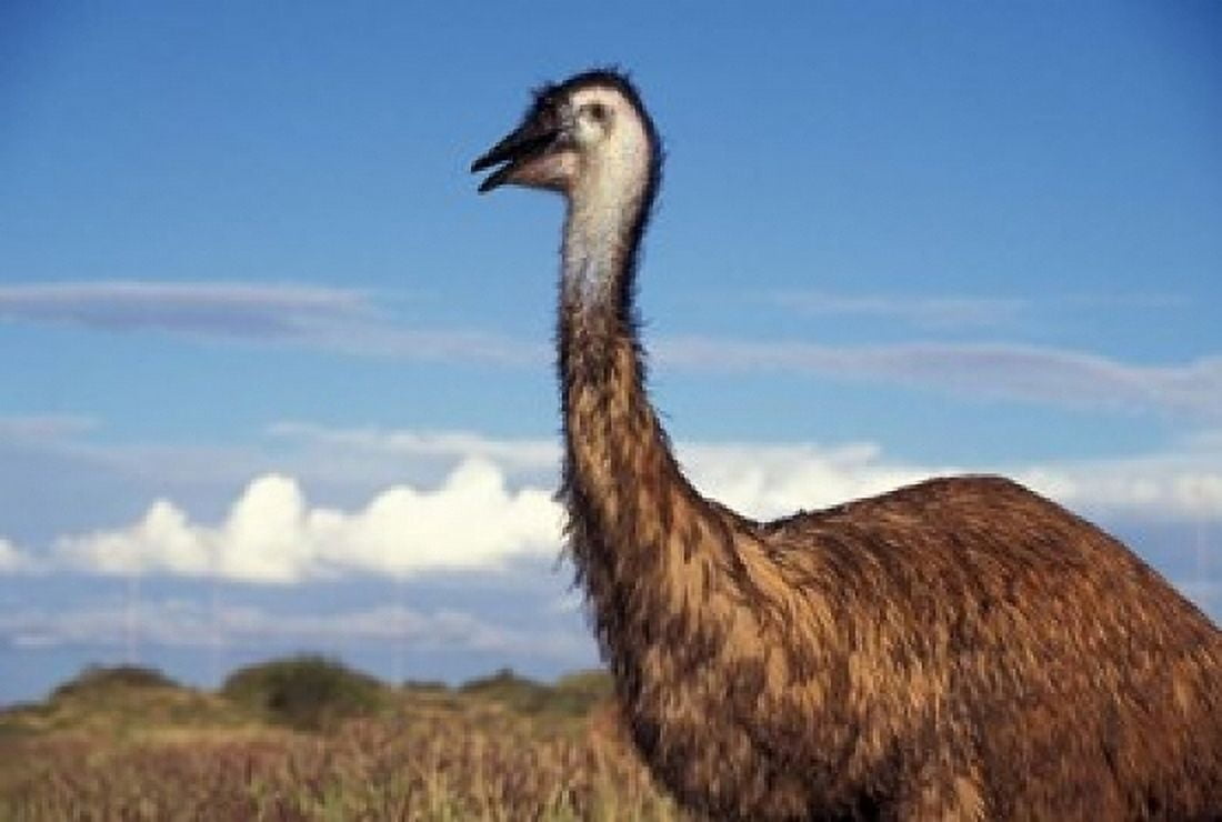 Australia Emu flightless bird Canvas Art - Stuart Westmorland DanitaDelimont (36 x 24)