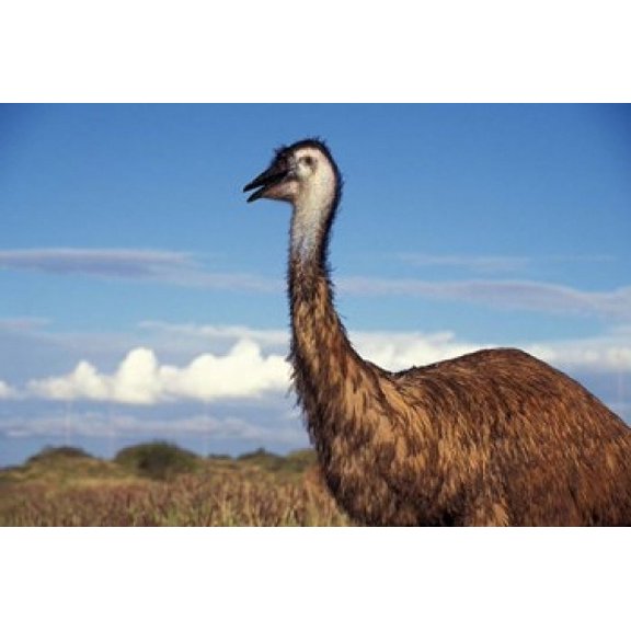 Australia Emu flightless bird Canvas Art - Stuart Westmorland  DanitaDelimont (36 x 24)