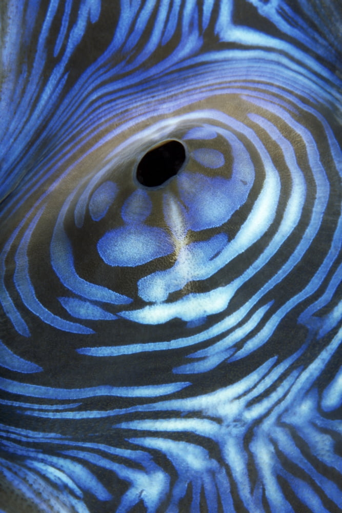 Australia Exhaust Opening Of Giant Tridacna Clam (Tridacna Gigas) Canvas Art - Dave Fleetham Design Pics (12 x 19)