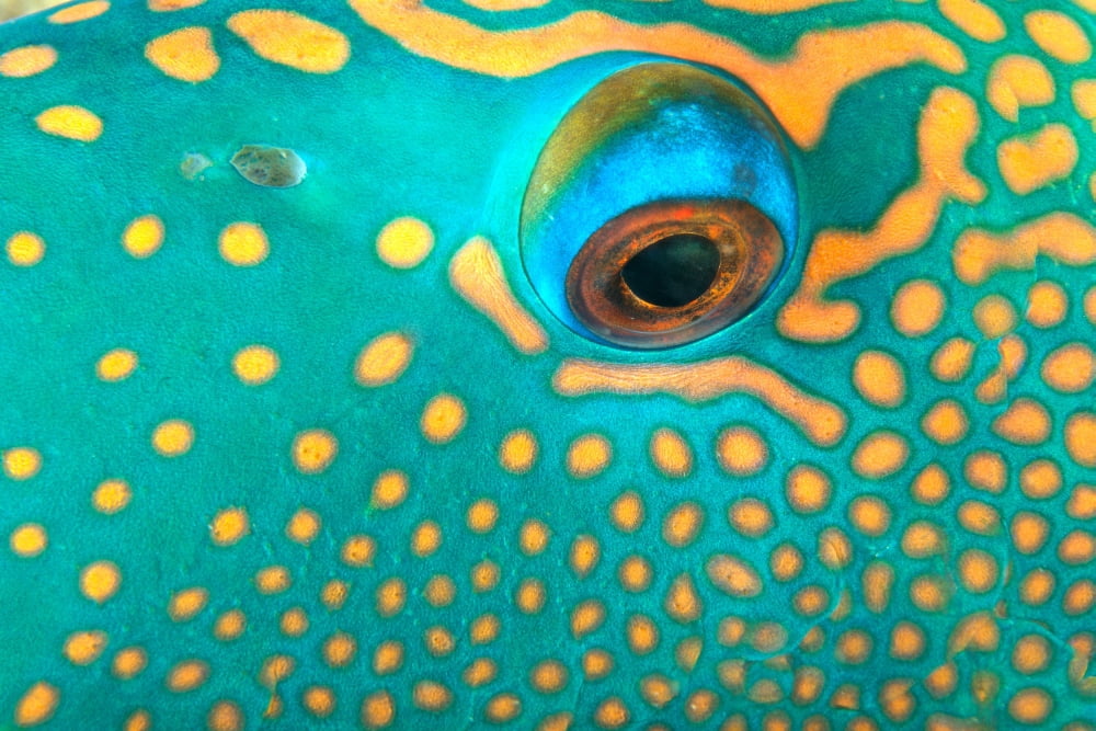 Australia Extreme Close-Up Eye Of Bicolor Parrotfish (Cetoscarus Bicolor) Canvas Art - Dave Fleetham Design Pics (38 x 24)