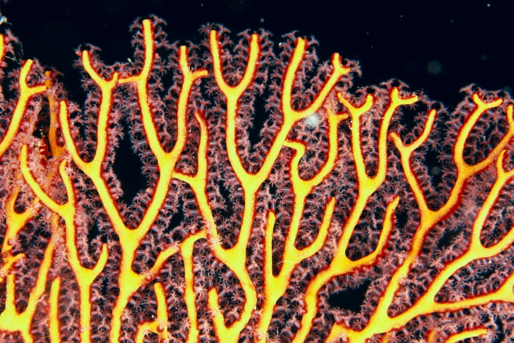 Australia Gorgonian coral fan close-up detail Canvas Art - Dave Fleetham Design Pics (40 x 26)