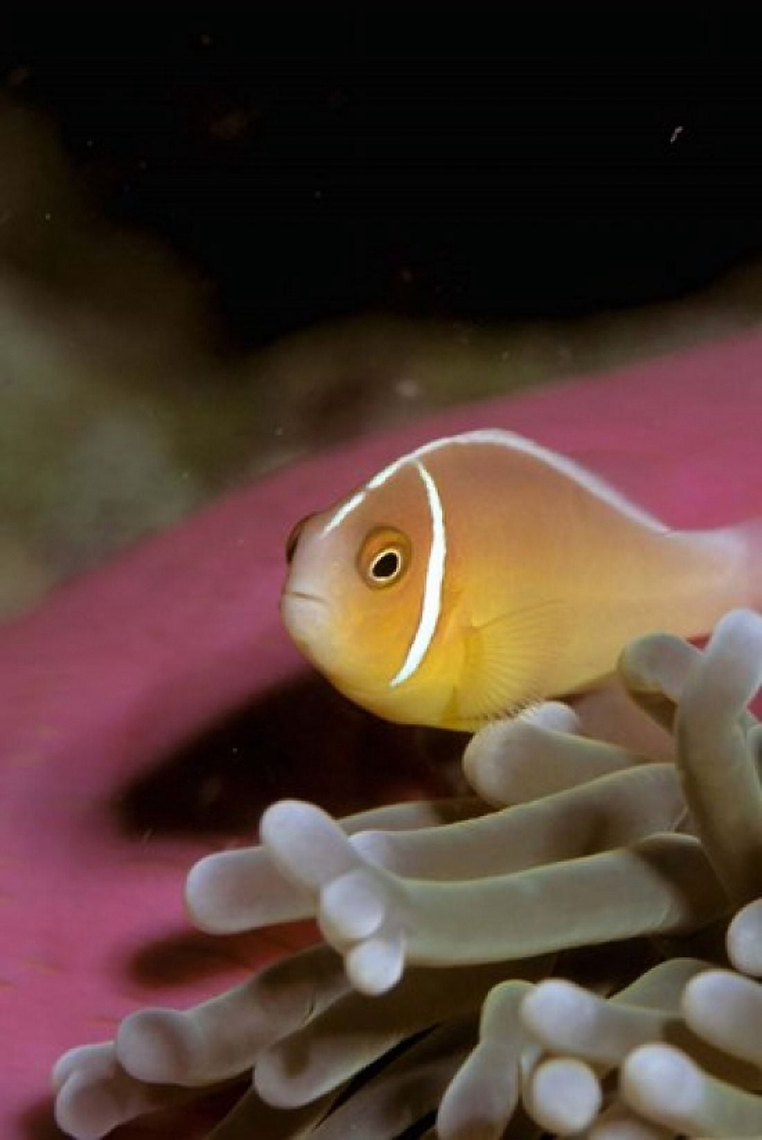 Australia Great Barrier Reef Anemonefish Canvas Art - Stuart Westmorland DanitaDelimont (18 x 27)