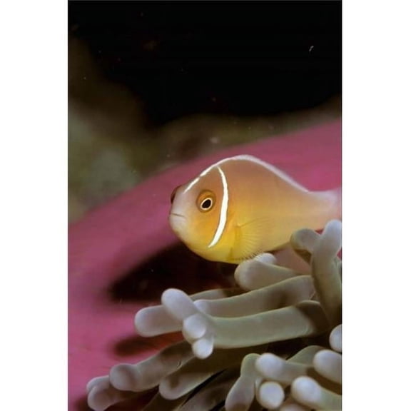 Australia Great Barrier Reef Anemonefish Poster Print by Stuart Westmorland - 18 x 27 in.