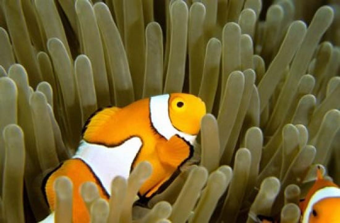 Australia Great Barrier Reef Clown fish Canvas Art - Michele Westmorland DanitaDelimont (27 x 18)