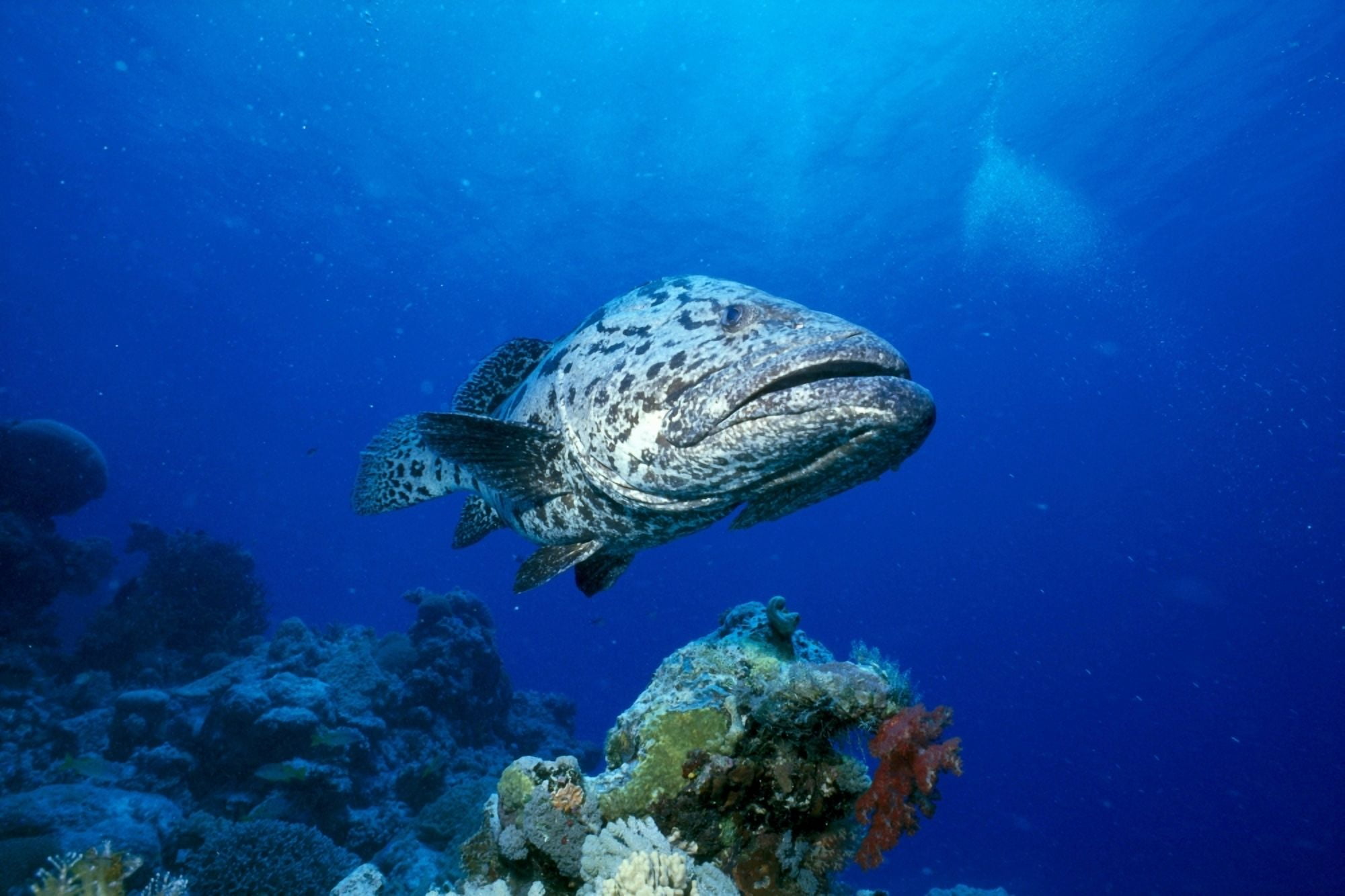 Australia Great Barrier Reef Potato Cod B1946 Canvas Art - Peter Stone Design Pics (38 x 24)