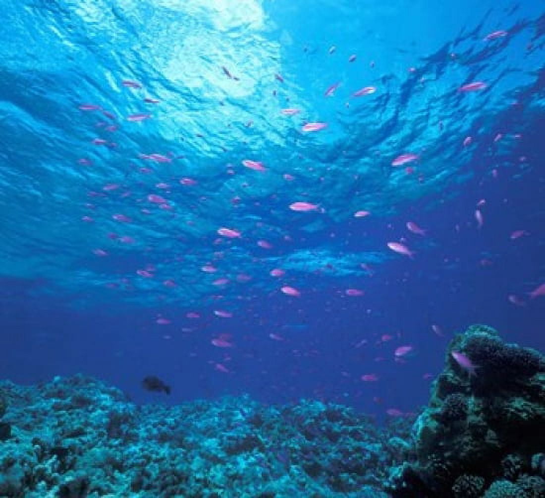 Australia Great Barrier Reef Purple Anthias fish Canvas Art - Stuart Westmorland DanitaDelimont (25 x 23)