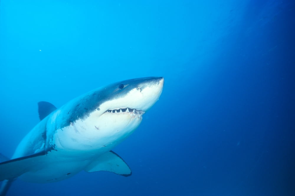 Australia Great White Shark White Pointer (Carcharodon Carcharias) Portrait B2016 Canvas Art - Dave Fleetham Design Pics (38 x 24)