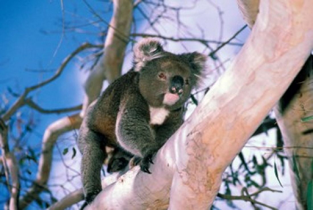 Australia Kangaroo Isl Koala bear eucalypytus tree Canvas Art - Peter Skinner DanitaDelimont (27 x 18)