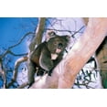 thumbnail image 1 of Australia, Kangaroo Isl, Koala bear, eucalypytus tree Poster Print by Peter Skinner (27 x 18), 1 of 1