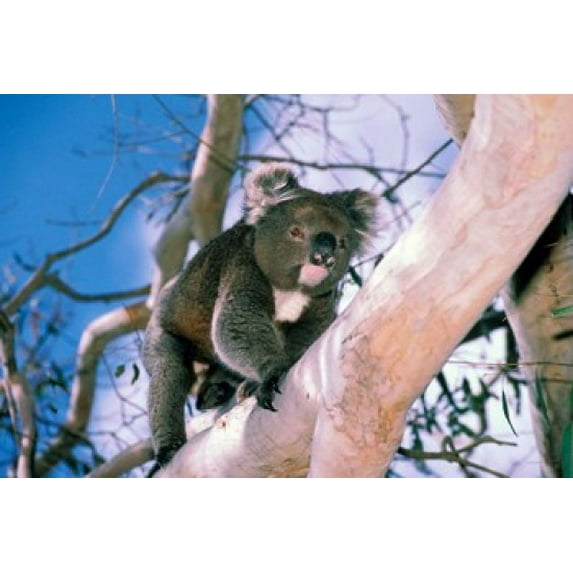 Australia, Kangaroo Isl, Koala bear, eucalypytus tree Poster Print by Peter Skinner (27 x 18)