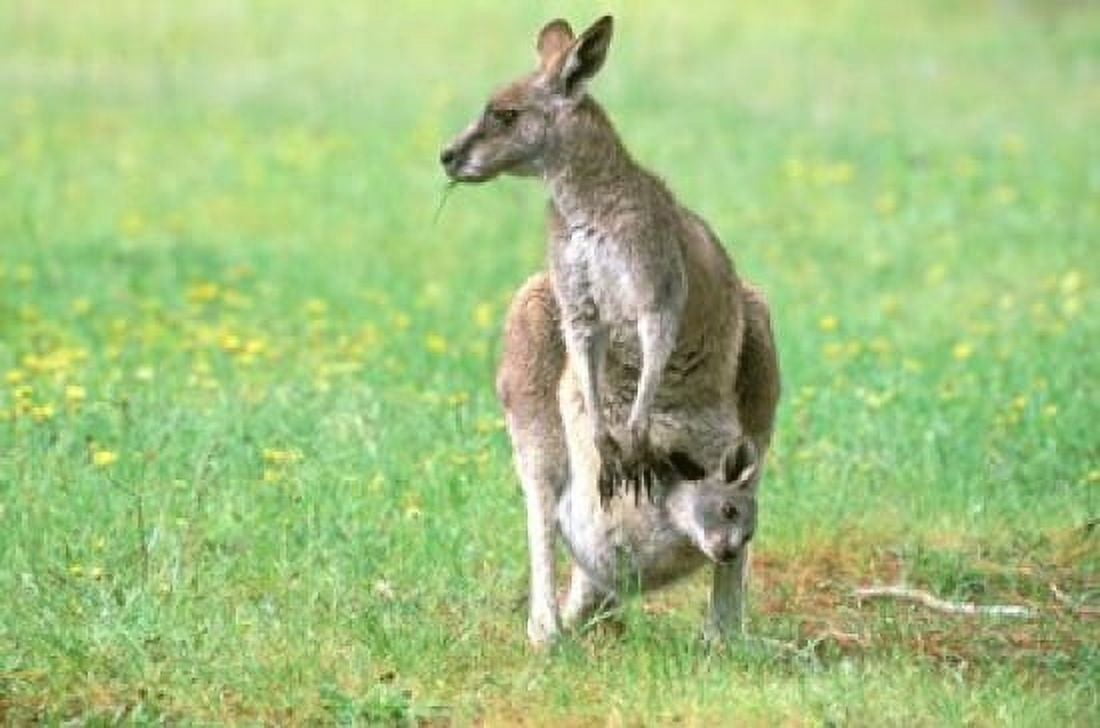 Australia Kangaroo Island Western Gray Kangaroos Canvas Art - Howie Garber DanitaDelimont (27 x 18)
