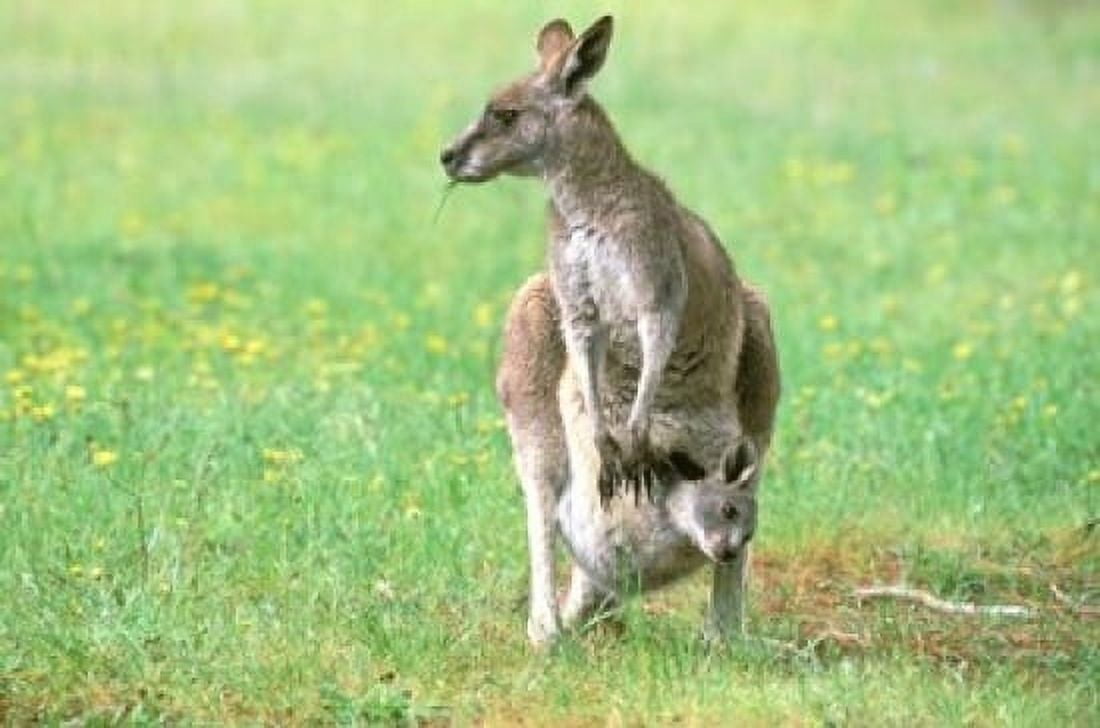 Australia Kangaroo Island Western Gray Kangaroos Canvas Art - Howie Garber DanitaDelimont (36 x 24)
