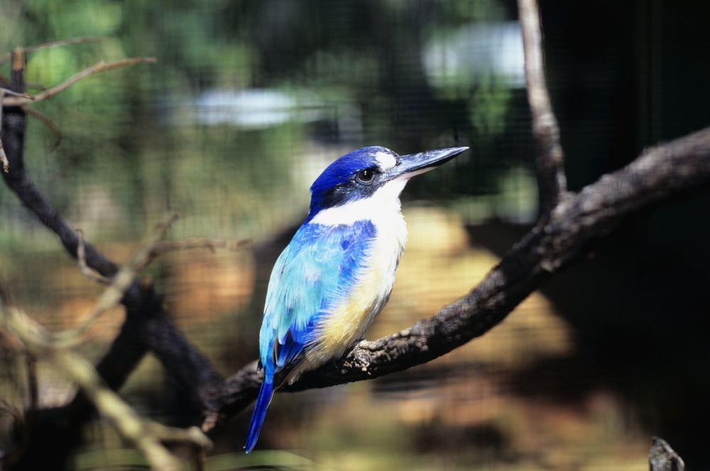 Australia Kingfisher (Halcyon Sp) Perched On A Branch Canvas Art - Dave Fleetham  Design Pics (34 x 22)