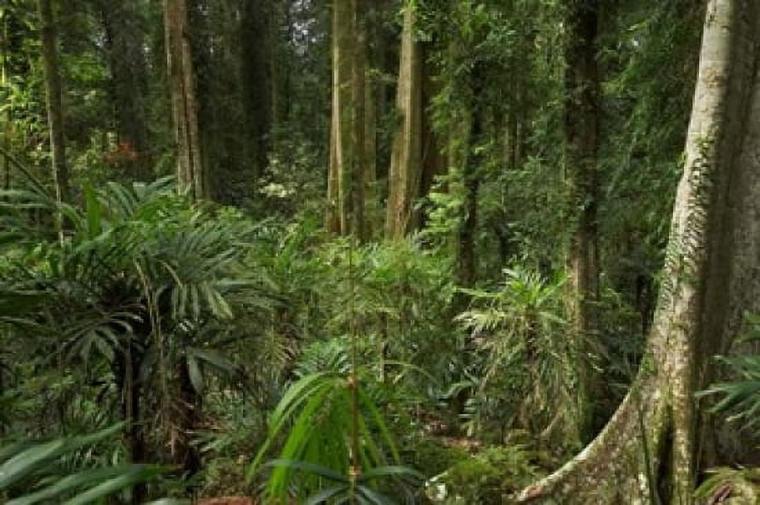 Australia NSW Rainforest Trees Wonga Walk Dorrigo NP Canvas Art - David Wall DanitaDelimont (26 x 17)