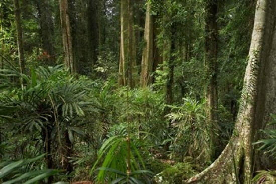 Australia NSW Rainforest Trees Wonga Walk Dorrigo NP Canvas Art - David Wall DanitaDelimont (36 x 24)