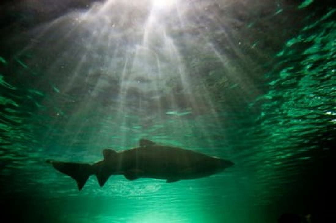 Australia NSW Sydney Gray Nurse Shark tank Canvas Art - Paul Souders DanitaDelimont (29 x 19)