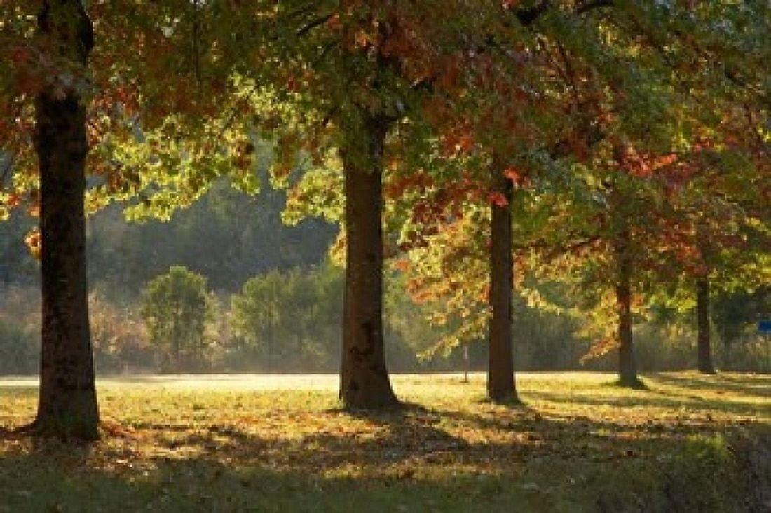 Australia New South Wales Khancoban Autumn Canvas Art - David Wall DanitaDelimont (36 x 24)