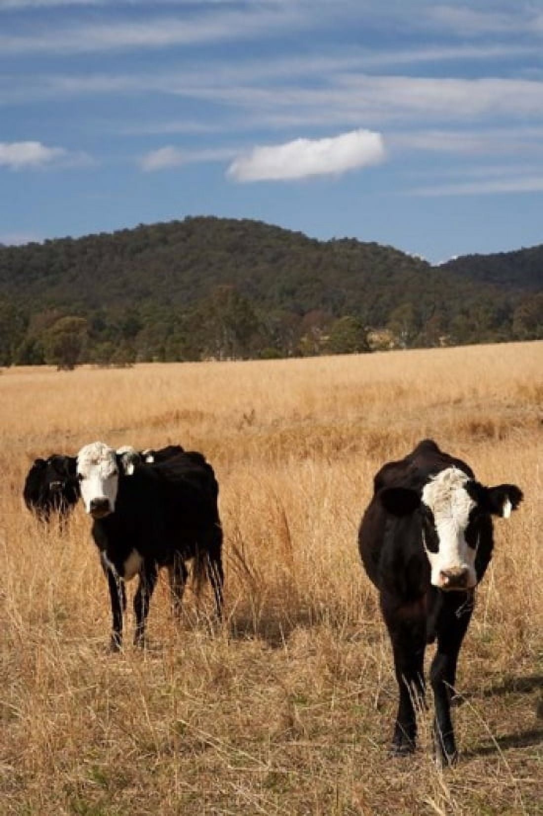 Australia New South Wales Wauchope Cows Farmland Canvas Art - David Wall DanitaDelimont (24 x 36)