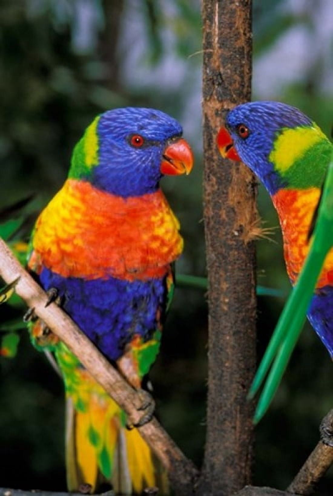 Australia Pair of Rainbow Lorikeets bird Canvas Art - Peter Skinner DanitaDelimont (24 x 36)