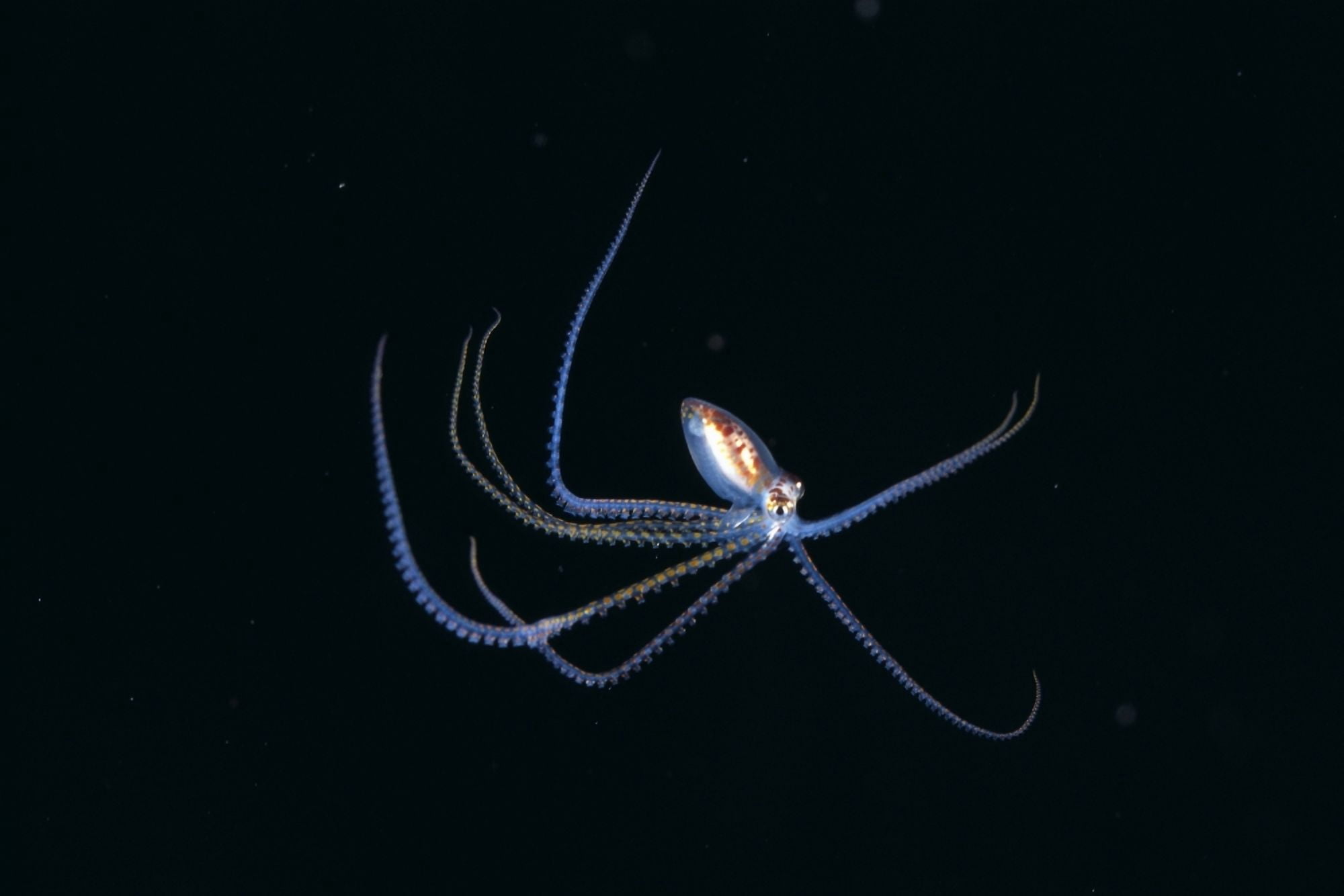 Australia Pelagic Octopus (Octopus Sp) Midwater Black Ocean Background A87H Canvas Art - Dave Fleetham Design Pics (19 x 12)