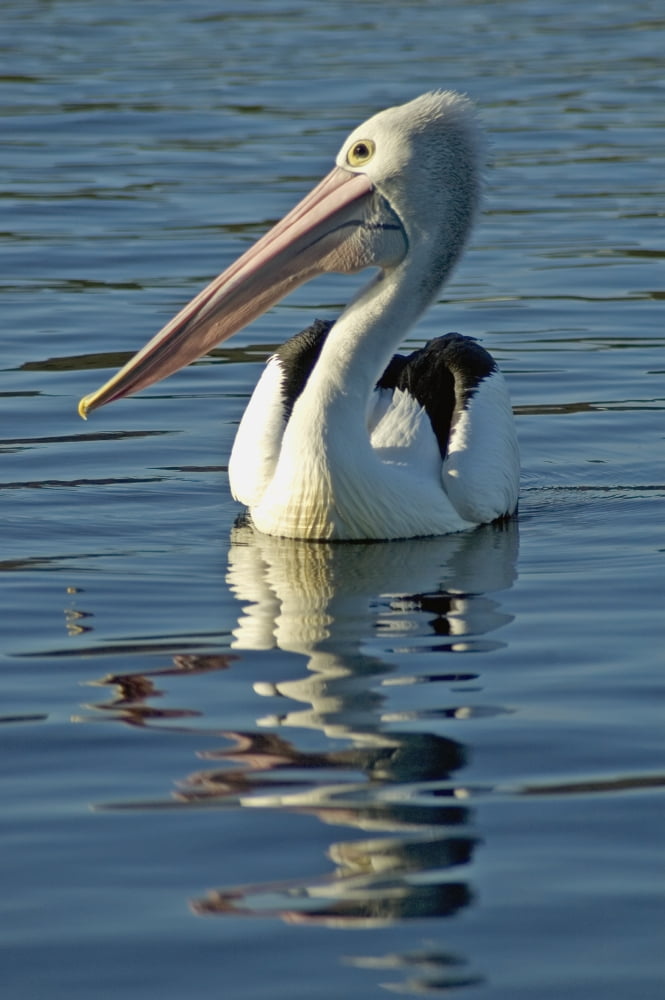 Australia Pelican Swimming On Calm Reflective Water Canvas Art - Himani Smeaton Design Pics (12 x 19)