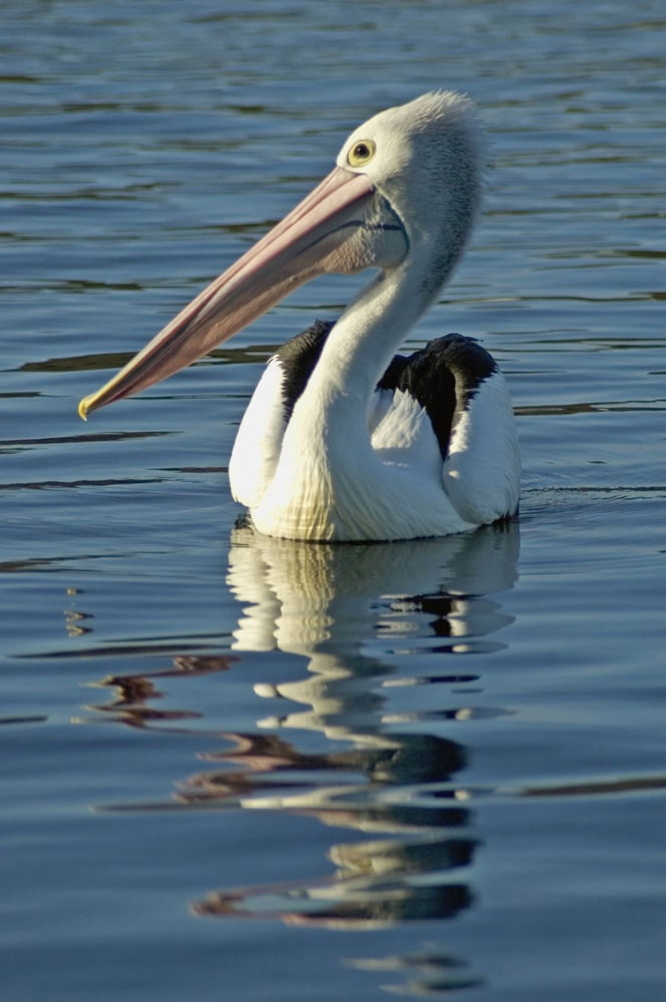 Australia Pelican Swimming On Calm Reflective Water Canvas Art - Himani Smeaton Design Pics (24 x 38)