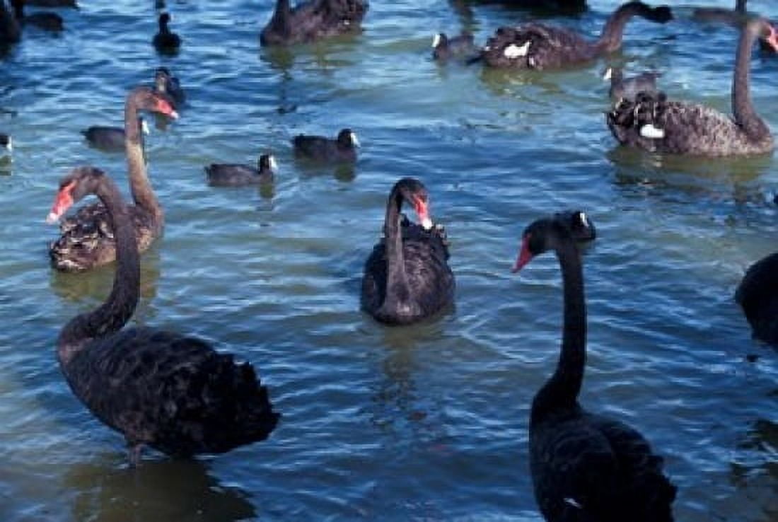 Australia Perth Bibra Lake Black Swans Canvas Art - Walter Bibikow DanitaDelimont (27 x 18)