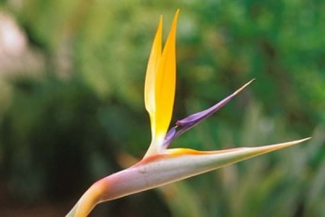 Australia Queensland Bird of paradise flower garden Canvas Art - Peter Skinner DanitaDelimont (36 x 24)