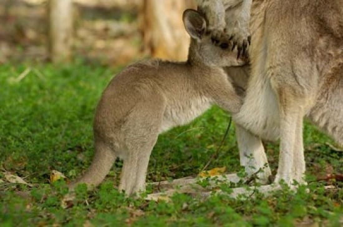 Australia Queensland Eastern Grey Kangaroo and joey Canvas Art - Pete Oxford DanitaDelimont (36 x 24)