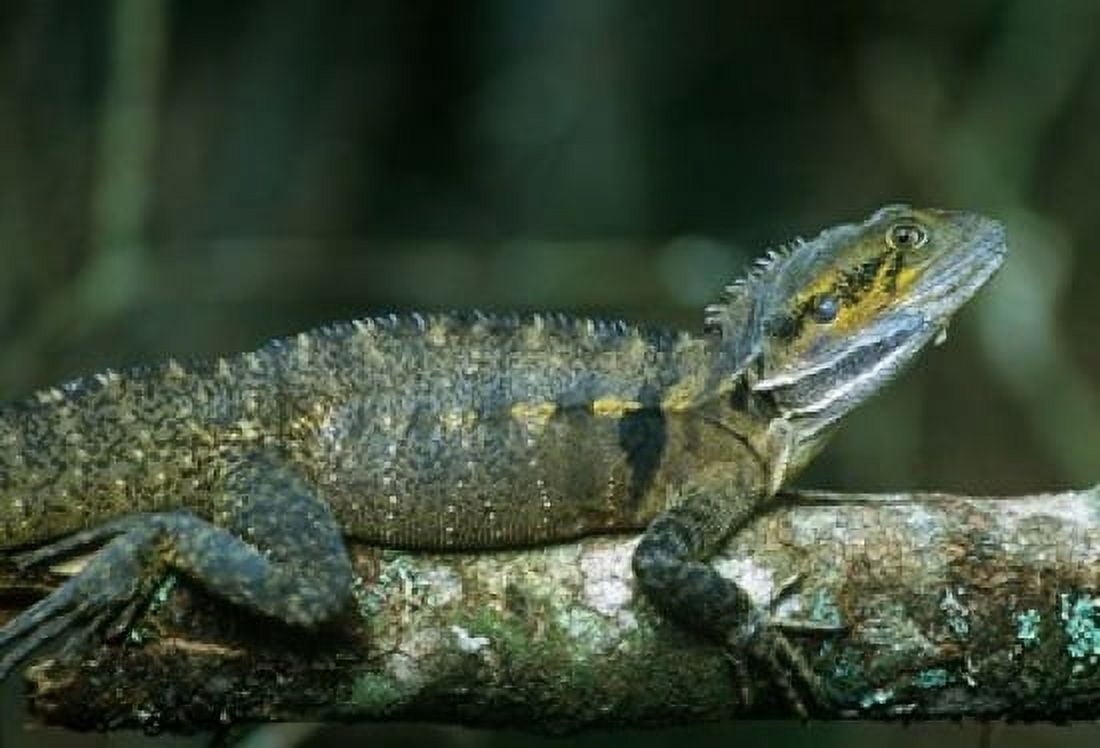 Australia Queensland Eastern Water Dragon lizard Canvas Art - Rob Tilley DanitaDelimont (36 x 24)